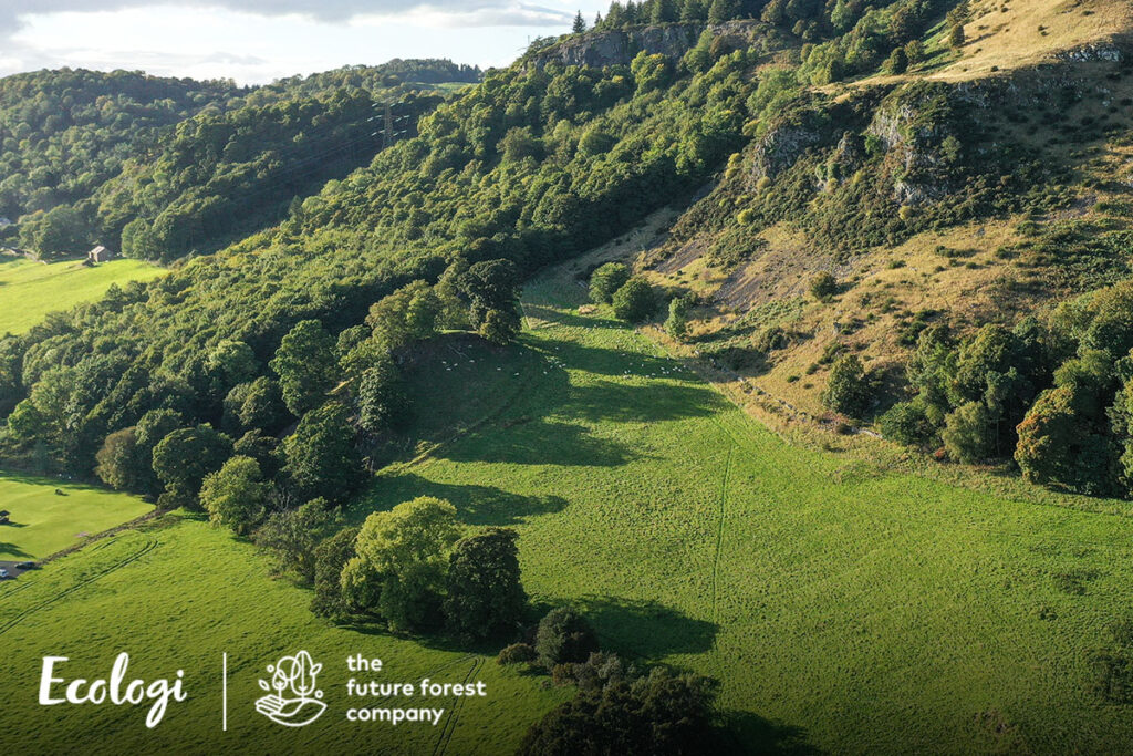 Take climate action with Ecologi's reforestation projects